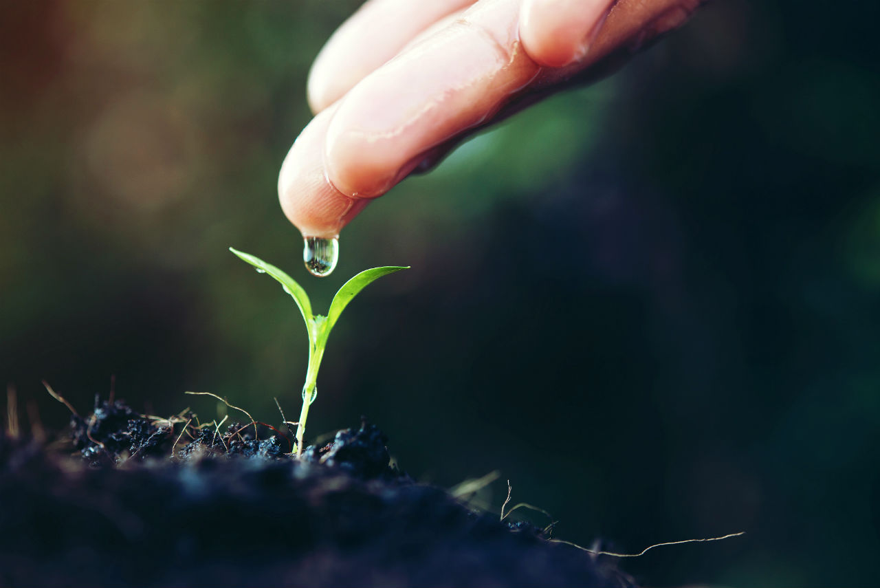 Uma gota de água sobre uma nova planta