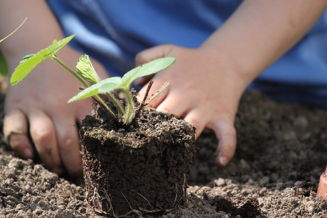 Mãos de uma criança mexendo na terra, plantando uma muda de planta